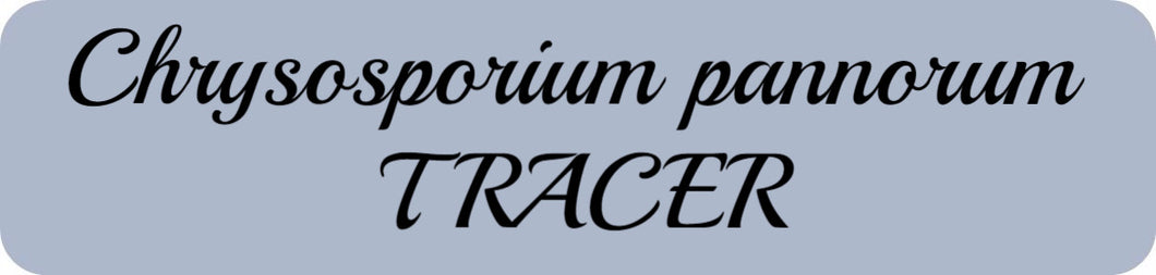 Chrysosporium pannorum﻿ TRACER